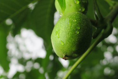 Yağmurdan sonra ağaçta yeşil ceviz