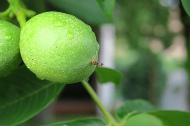 Yağmurdan sonra ağaçta yeşil ceviz