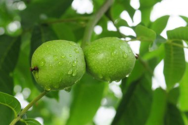 Yağmurdan sonra ağaçta yeşil ceviz