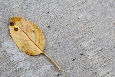 Bahçedeki güzel sarı kiraz yaprakları.