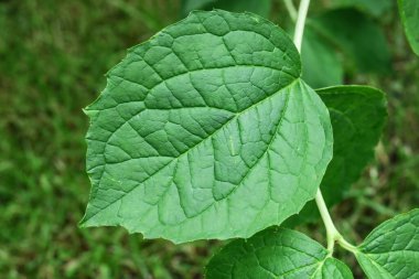 Bahçede yeşil yapraklar