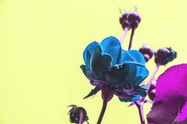 Bahçedeki gül çiçekleri Gökyüzünün arka planında