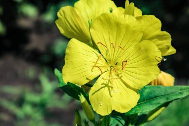 Bahçedeki güzel sarı çiçek