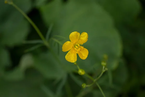Красиві Жовті Дикі Квіти Трава — стокове фото