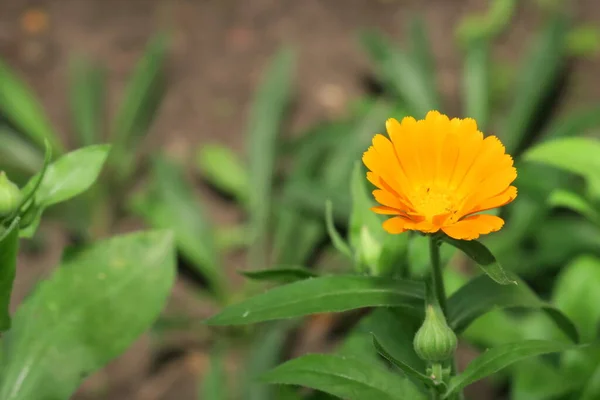 花壇の庭の美しい黄色の花 — ストック写真