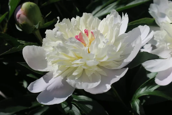 Beautiful Peony Flower Garden — Stock Photo, Image