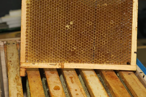 Puste Małe Ramy Miodu Dla Pszczół Pasiece — Zdjęcie stockowe