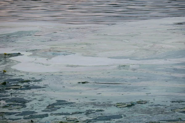 Flowering Water Pond Park Ecological Catastrophe — Stock Photo, Image