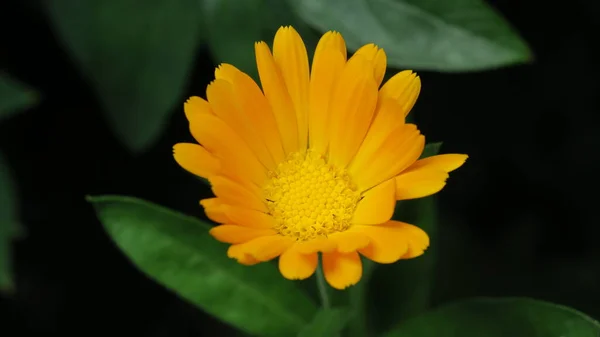 雨の後の庭の美しい黄色の花 — ストック写真
