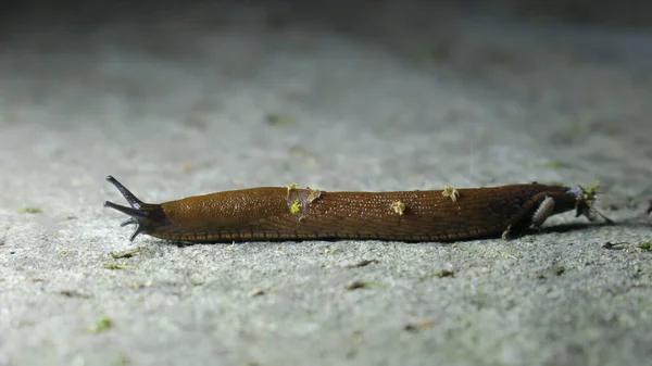 Sparare Una Lumaca Gialla Notte Sul Cemento — Foto Stock