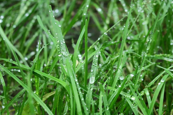 Tau Auf Dem Grünen Gras Nach Dem Regen — Stockfoto