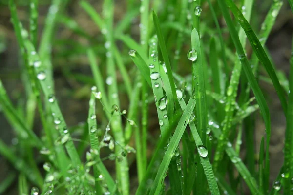 Dew on the green grass after the rain