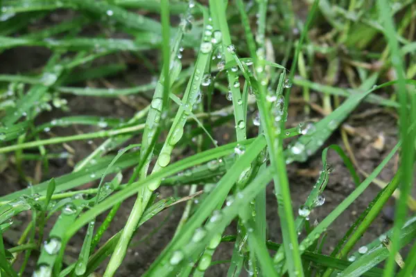 雨の後緑の草の上に露 — ストック写真