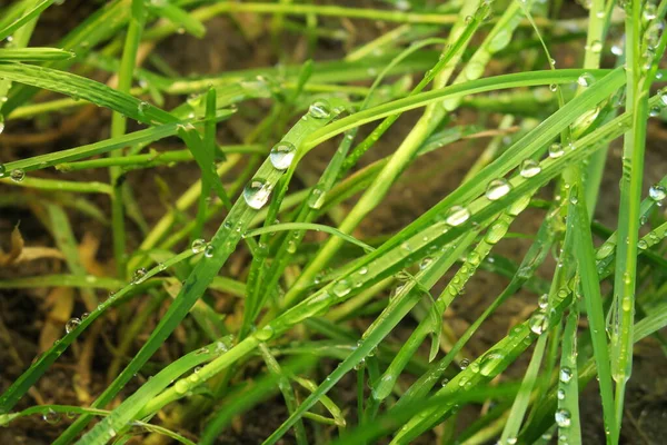 雨后在绿草上露水 — 图库照片