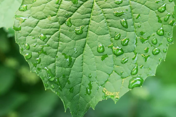 雨后花园里的绿叶 — 图库照片