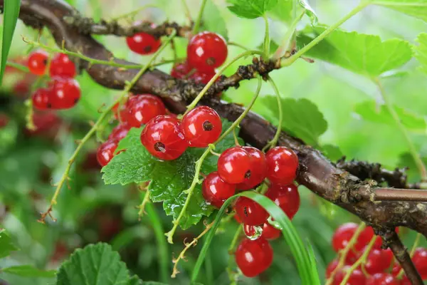 Red Delicious Currant Berries Garden — Stock Photo, Image