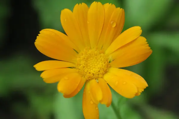 Hermosa Flor Amarilla Jardín Después Lluvia —  Fotos de Stock