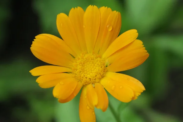 Hermosa Flor Amarilla Jardín Después Lluvia —  Fotos de Stock