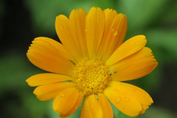 Beautiful Yellow Flower Garden Rain — Stock Photo, Image