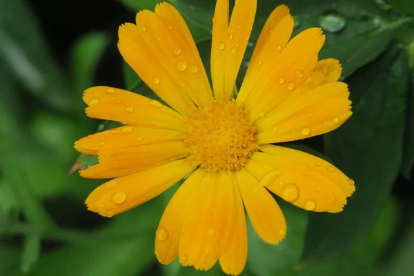 Bellissimo Fiore Giallo Giardino Dopo Pioggia — Foto Stock