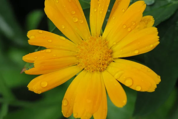 Hermosa Flor Amarilla Jardín Después Lluvia —  Fotos de Stock