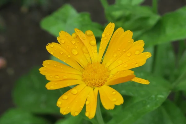 雨の後の庭の美しい黄色の花 — ストック写真