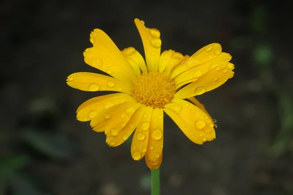 Schöne Gelbe Blume Garten Nach Dem Regen — Stockfoto