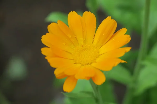 Linda Flor Amarela Jardim Após Chuva — Fotografia de Stock