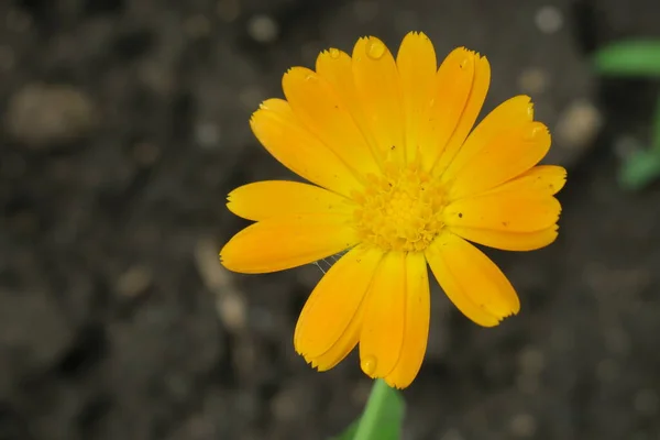 Bellissimo Fiore Giallo Giardino Dopo Pioggia — Foto Stock