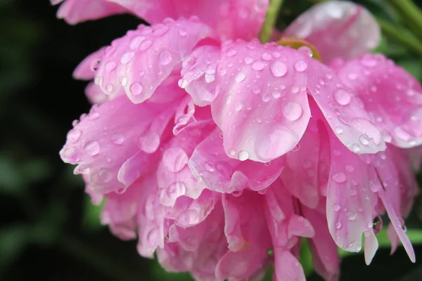 雨の後の庭のピンクの牡丹の花 — ストック写真