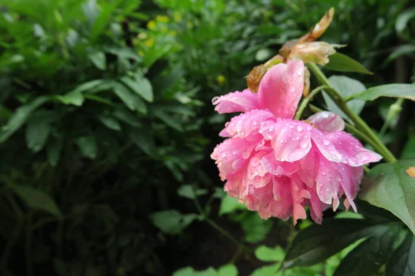 Pinkfarbene Pfingstrosenblüten Garten Nach Dem Regen — Stockfoto
