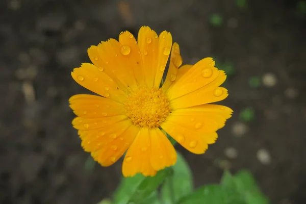 Linda Flor Amarela Jardim Após Chuva — Fotografia de Stock