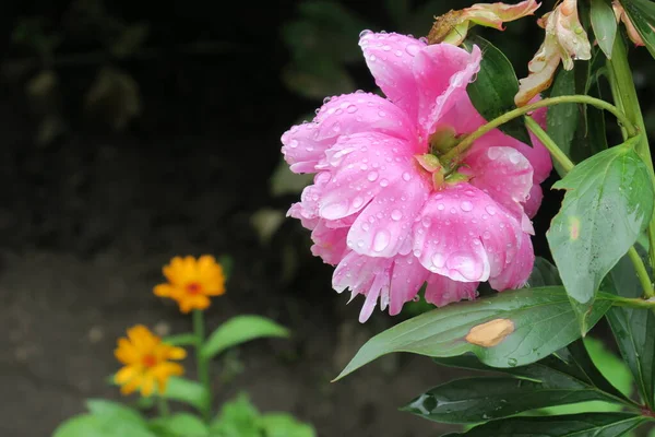 Różowe Kwiaty Piwonii Ogrodzie Deszczu — Zdjęcie stockowe