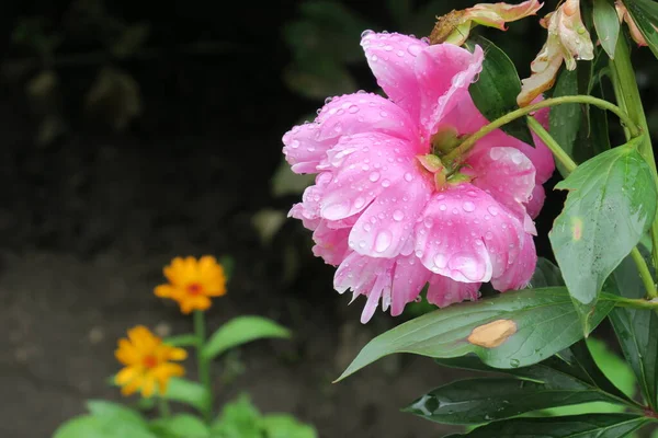 Růžové Květy Pivoňky Zahradě Dešti — Stock fotografie