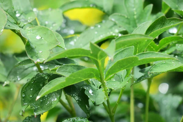 Zielone Liście Ogrodzie Deszczu — Zdjęcie stockowe