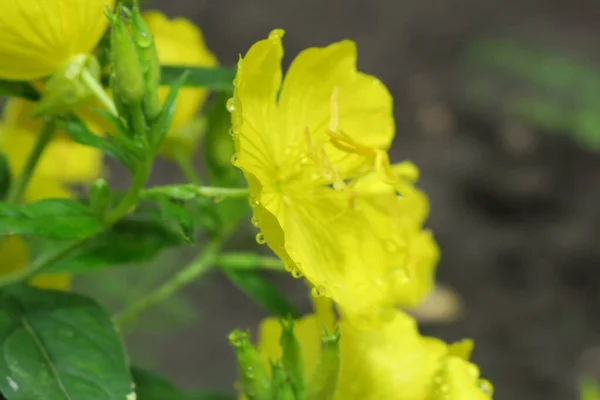 Linda Flor Amarela Jardim Após Chuva — Fotografia de Stock