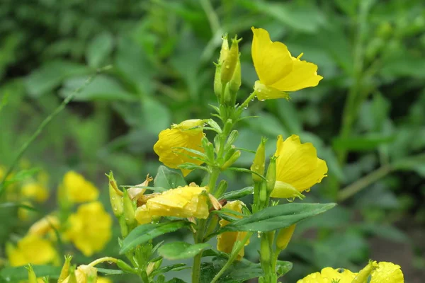 Όμορφο Κίτρινο Λουλούδι Στον Κήπο Μετά Βροχή — Φωτογραφία Αρχείου