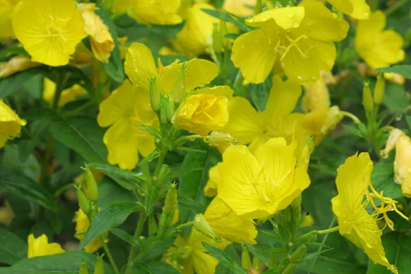 Smuk Gul Blomst Haven Efter Regnen - Stock-foto