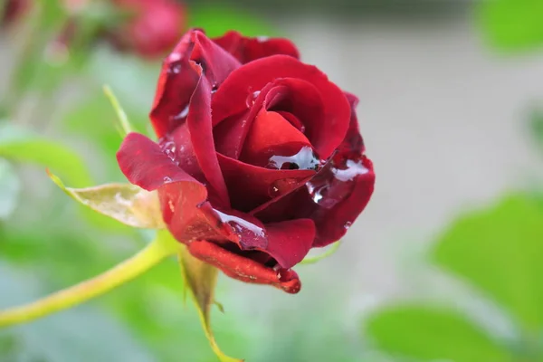 雨后花园里的红玫瑰 — 图库照片