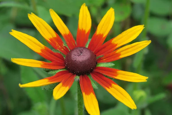 Flor Amarelo Vermelha Com Pétalas Jardim — Fotografia de Stock