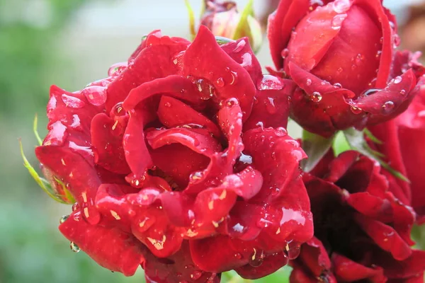 Rosas Vermelhas Jardim Após Chuva — Fotografia de Stock