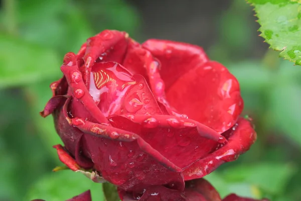 Red Roses Garden Rain — Stock Photo, Image