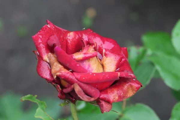 Rosas Vermelhas Jardim Após Chuva — Fotografia de Stock