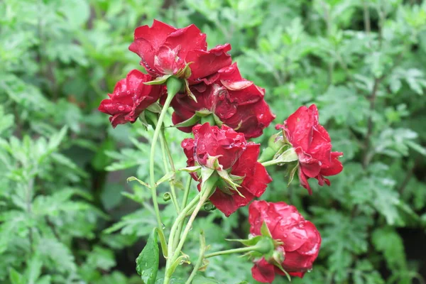 Rode Rozen Tuin Regen — Stockfoto