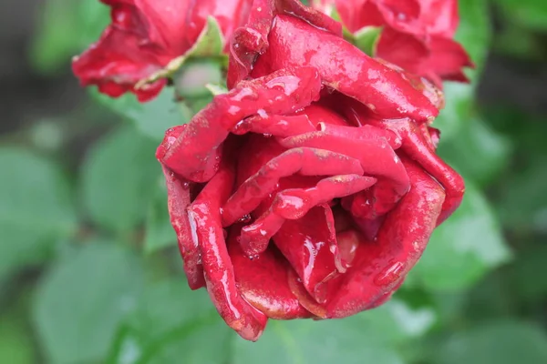 雨后花园里的红玫瑰 — 图库照片