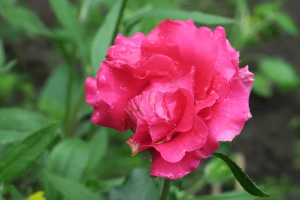 Rosas Vermelhas Jardim Após Chuva — Fotografia de Stock