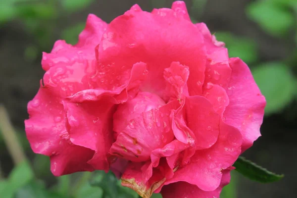 Rode Rozen Tuin Regen — Stockfoto