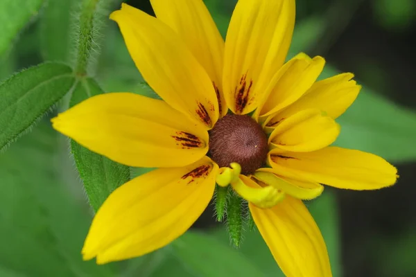 Schöne Gelbe Blume Garten Nach Dem Regen — Stockfoto