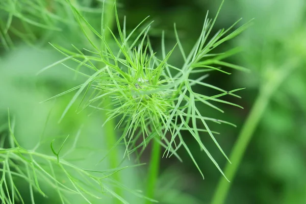 Yağmurdan sonra bahçede yeşil çimenler