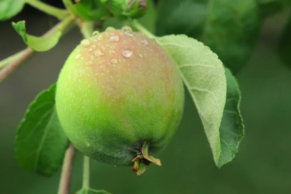 Little Green Apples Garden Rain — Stock Photo, Image